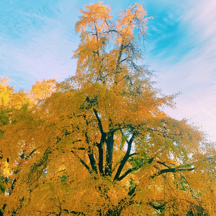 Avatar for 0x8487baf277e7129cf6d034e0a4f186b7438d224c